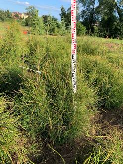 Туя западная (Filiformis) Филиформис