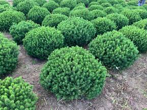 Сосна горная Божий Дар (Bozi Dar)