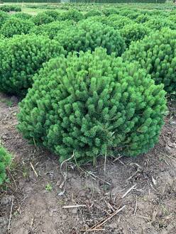 Сосна горная Божий Дар (Bozi Dar)