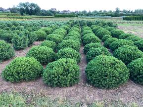 Сосна горная Божий Дар (Bozi Dar)