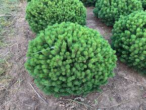 Сосна горная Божий Дар (Bozi Dar)