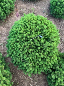 Сосна горная Божий Дар (Bozi Dar)