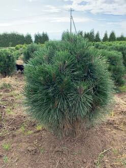 Сосна чёрная Ронделло (Rondello)