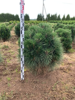 Сосна чёрная Ронделло (Rondello)