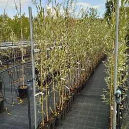 Ива "Белая серебристая"