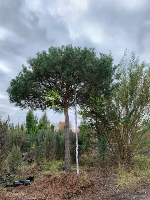 Сосна Пиния 350 см