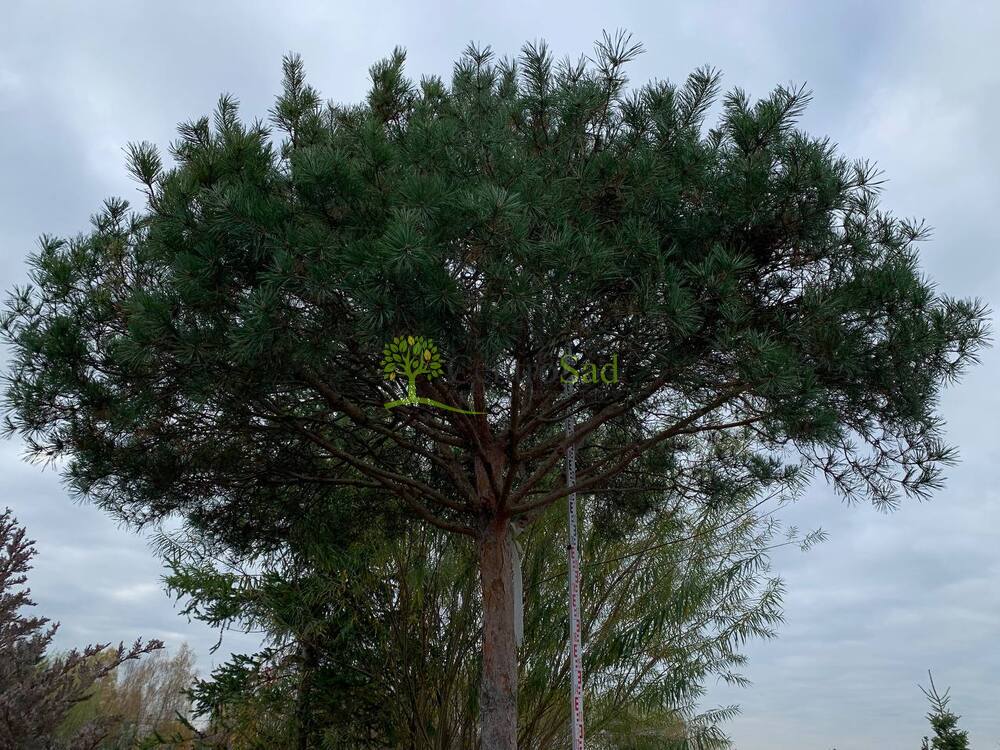 Сосна Пиния 350 см