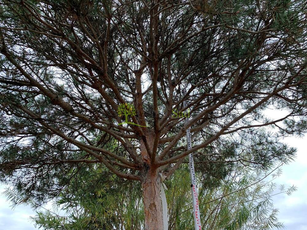 Сосна Пиния 350 см