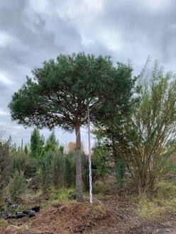 Сосна Пиния 350 см