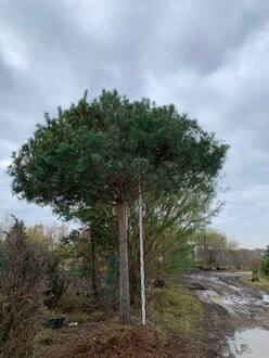 Сосна Пиния 350 см