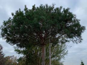 Сосна Пиния 350 см