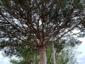 Сосна Пиния 350 см