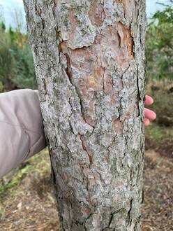 Сосна Пиния 350 см