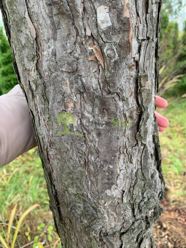 Сосна Пиния 400 см