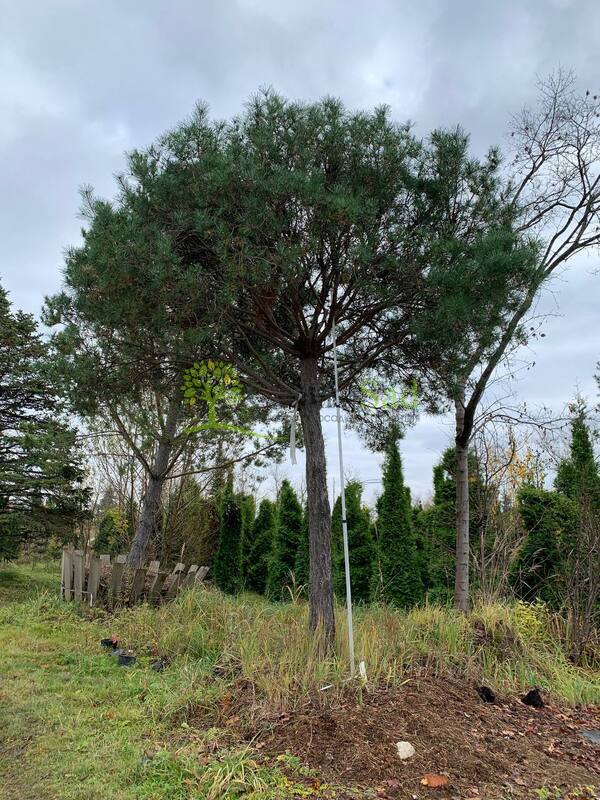 Сосна Пиния 400 см