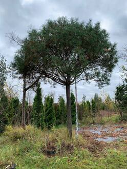 Сосна Пиния 400 см