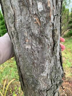 Сосна Пиния 400 см