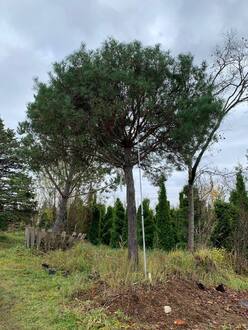 Сосна Пиния 400 см