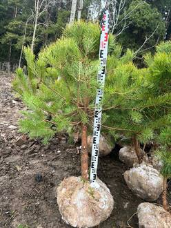 Сосна обыкновенная формированная