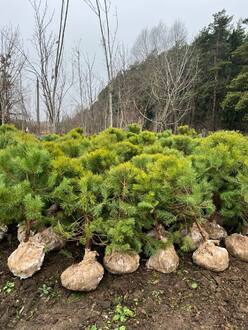 Сосна обыкновенная формированная