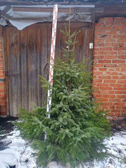 Новогодняя ель сербская живая (срез 150-250 см)