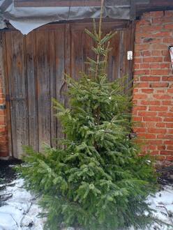 Новогодняя ель сербская живая (срез 150-250 см)