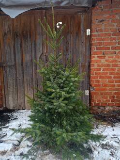 Новогодняя ель сербская живая (срез 150-250 см)