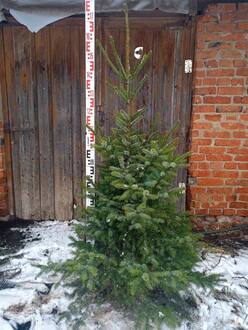 Новогодняя ель сербская живая (срез 150-250 см)