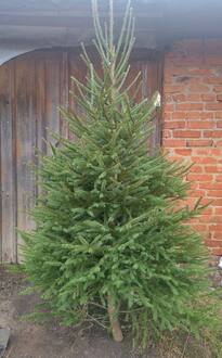 Новогодняя живая ель Экстра (срез 150-250 см)