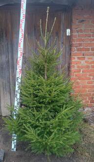 Новогодняя живая ель Экстра (срез 150-250 см)