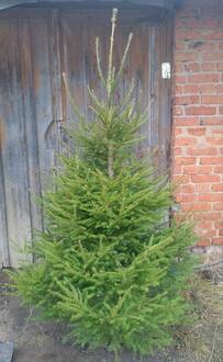 Новогодняя живая ель Экстра (срез 150-250 см)