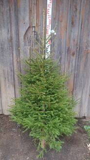Новогодняя живая ель Экстра (срез 150-250 см)