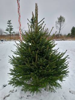 Новогодняя живая ель Экстра (срез 150-250 см)