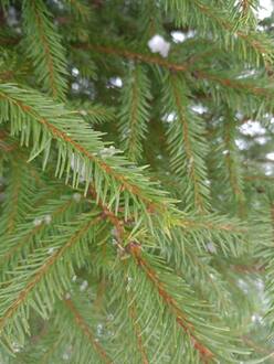 Новогодняя живая ель Экстра (срез 150-250 см)