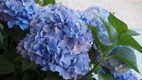 Гортензия крупнолистная Никко Блю (Nikko Blue)