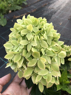 Гортензия метельчатая Би Грин (Bee Green)