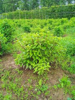 Гортензия метельчатая Гринлайт (Greentlight)