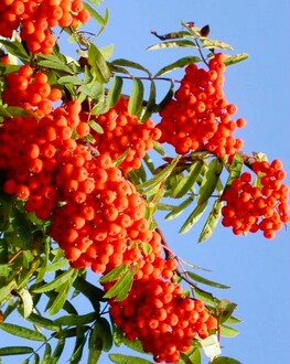 Рябина "Красавица"