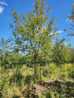 Черемуха "Плотнокистная"