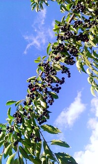 Черемуха "Поздняя радость"