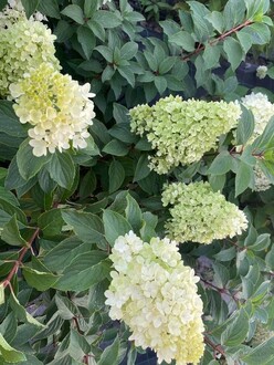 Гортензия метельчатая Панорама (Panorama)