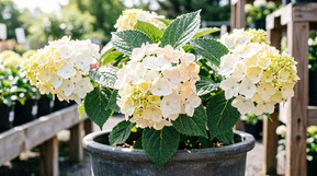 Гортензия метельчатая Селекшн (Selection)