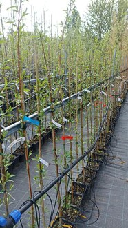 Ива "Стрела Купидона"