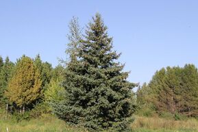Ель сибирская