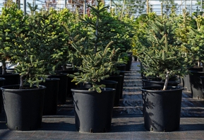 Ель сибирская