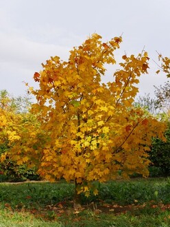 Клен колхидский