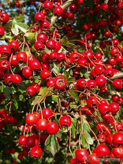 Боярышник полумягкий