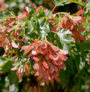 Клен Гиннала Бейли Компакт (Bailey Compact)