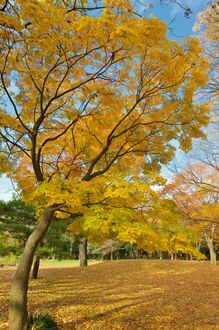 Клен пальмолистный Ацер палматум (Acer palmatum)