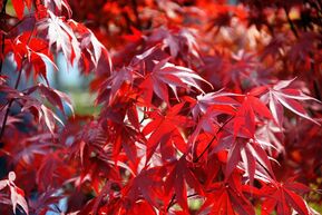 Клен пальмолистный Ацер палматум (Acer palmatum)